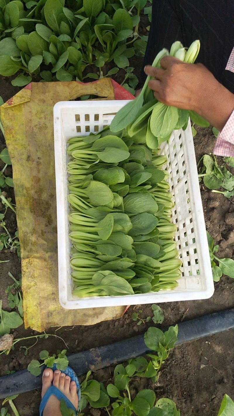 食品厂上海青，安徽油菜快菜，现大量上市，欢迎食品厂