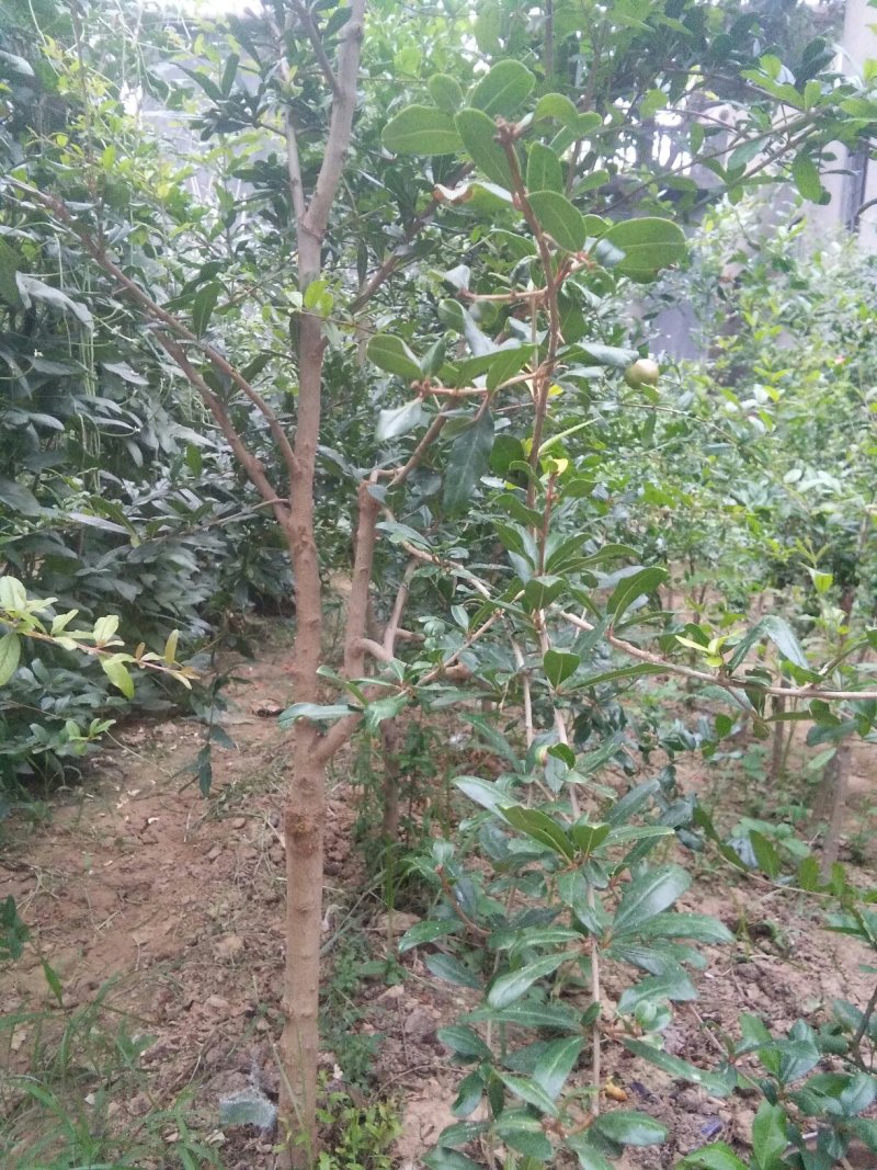 石榴苗