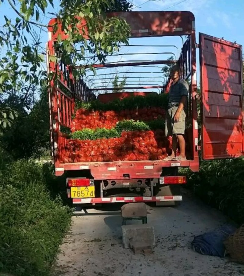 重瓣茉莉花苗包成活包技术带花苞发货