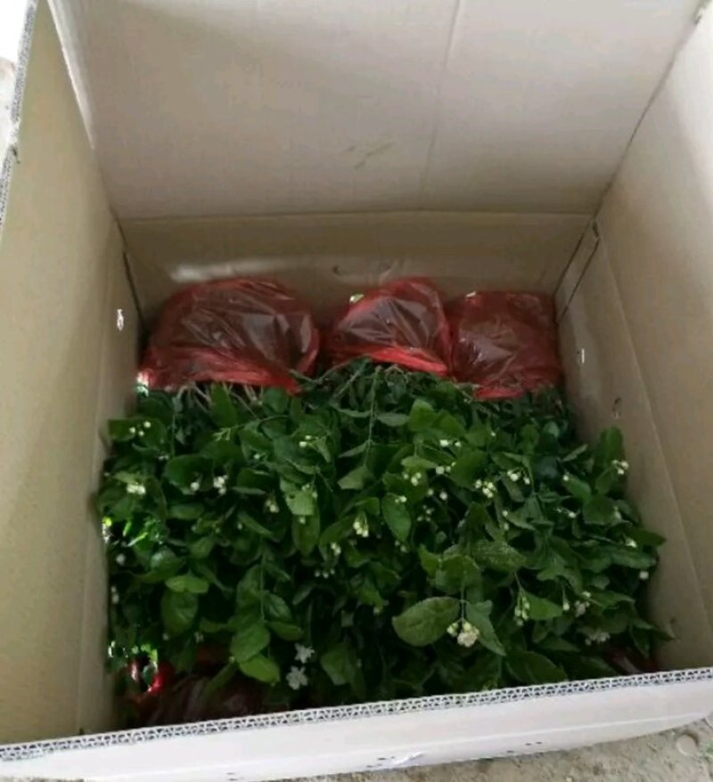 重瓣茉莉花苗包成活包技术带花苞发货