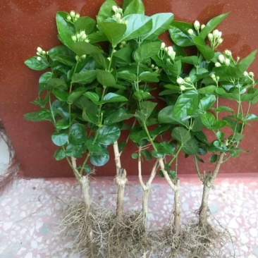 重瓣茉莉花苗包成活包技术带花苞发货