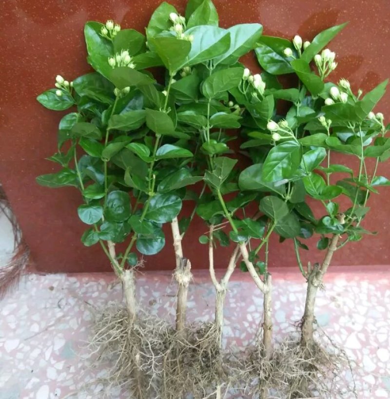 重瓣茉莉花苗包成活包技术带花苞发货
