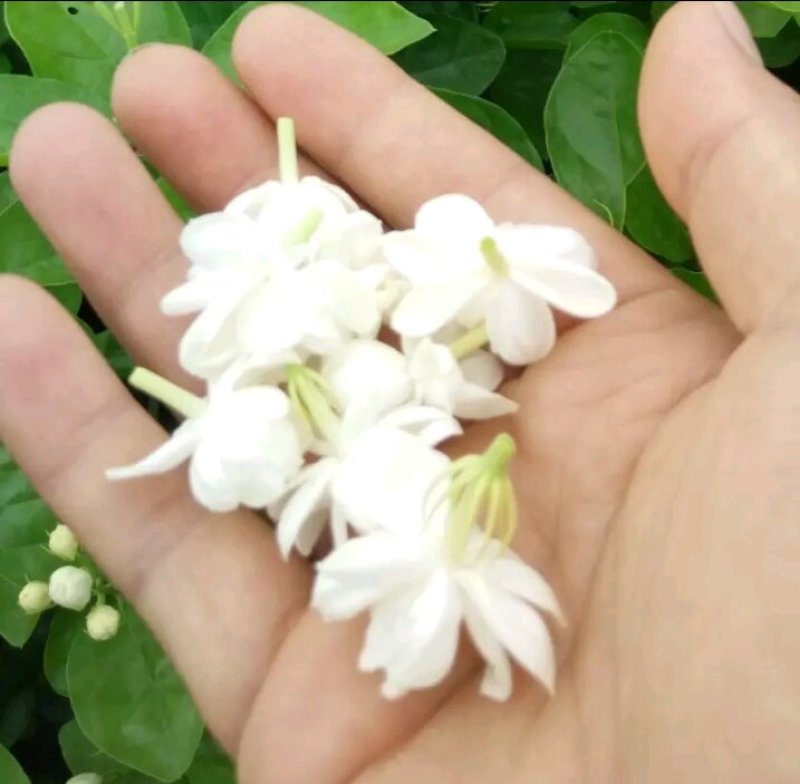 重瓣茉莉花苗包成活包技术带花苞发货