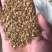 黄栌红栌树种子
