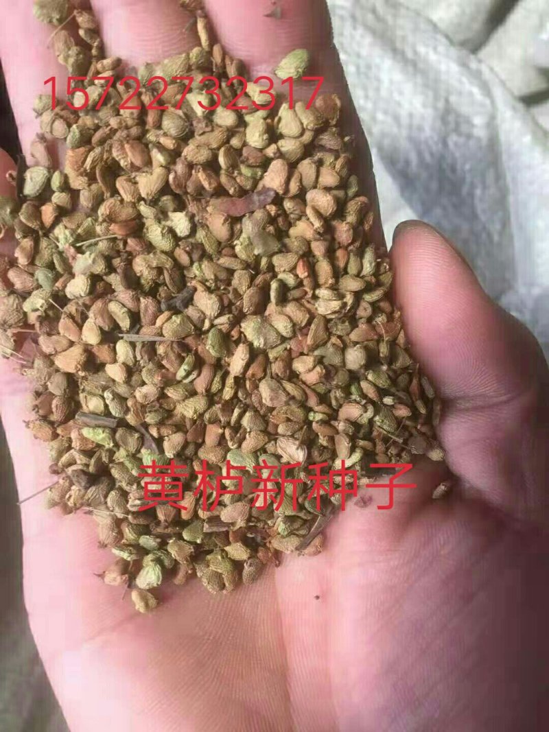 黄栌红栌树种子