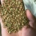 黄栌红栌树种子