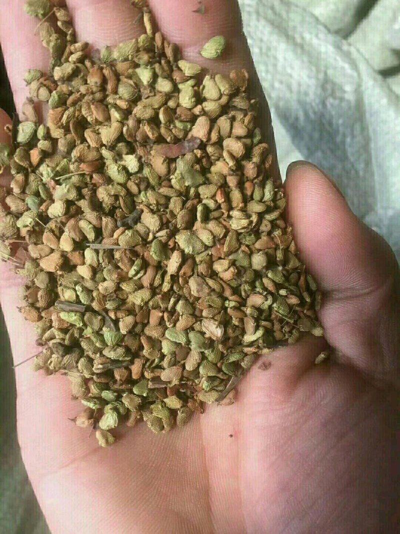 黄栌红栌树种子