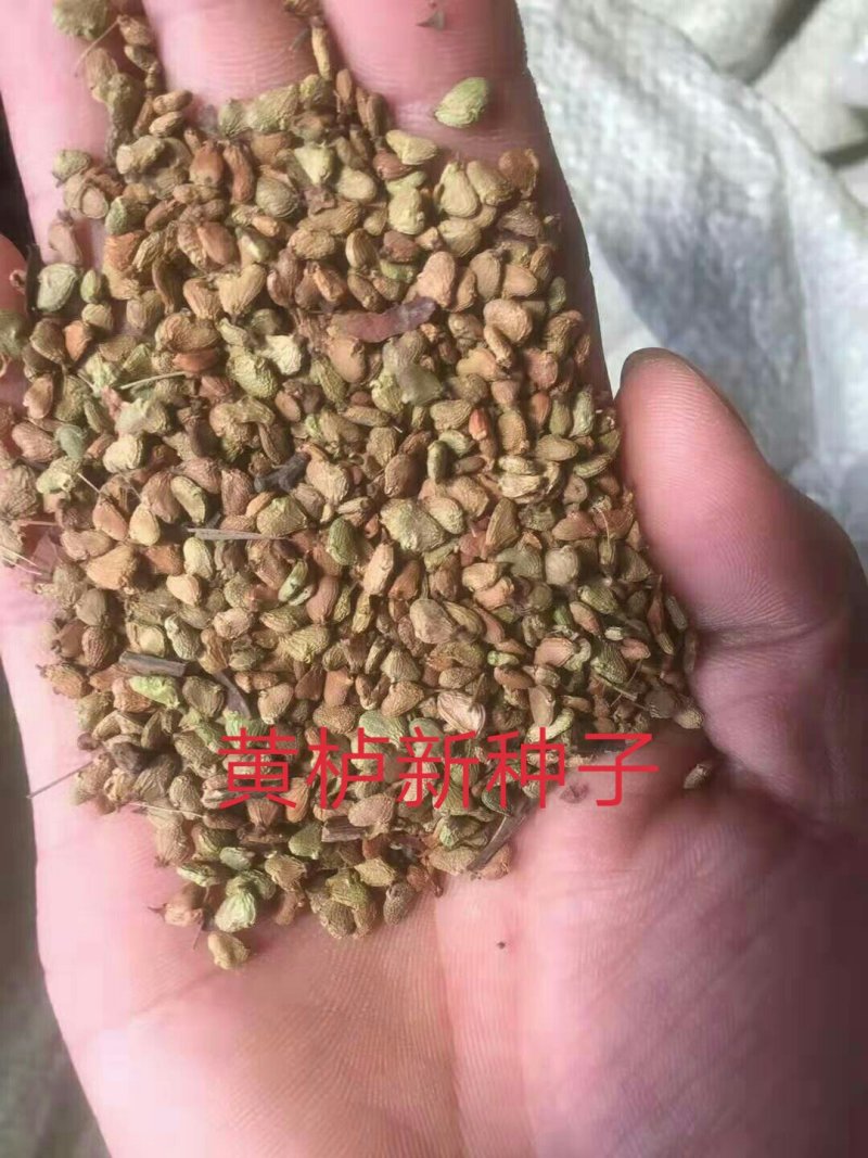 黄栌红栌树种子