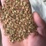 黄栌红栌树种子