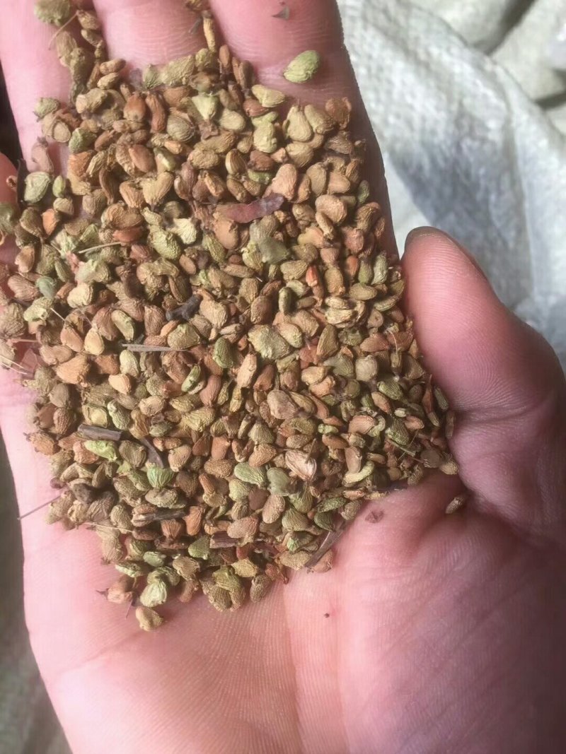 黄栌红栌树种子