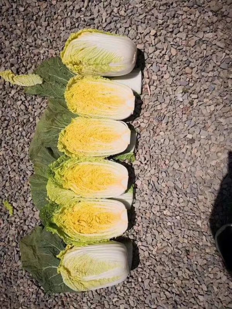 黄心白菜，玲珑黄，净菜4.5.6.斤无任何病虫害