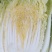 黄心白菜，玲珑黄，净菜4.5.6.斤无任何病虫害