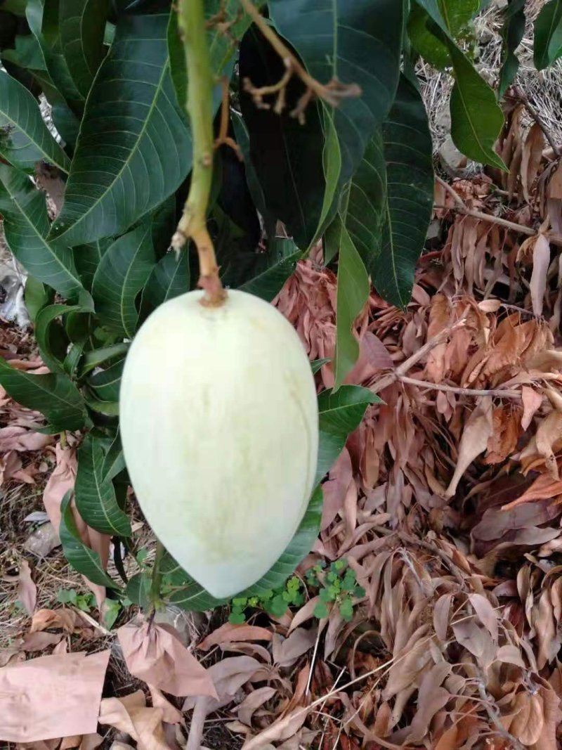 凯特芒果。攀枝花各种芒果都有你需要什么芒果我就有什么芒果