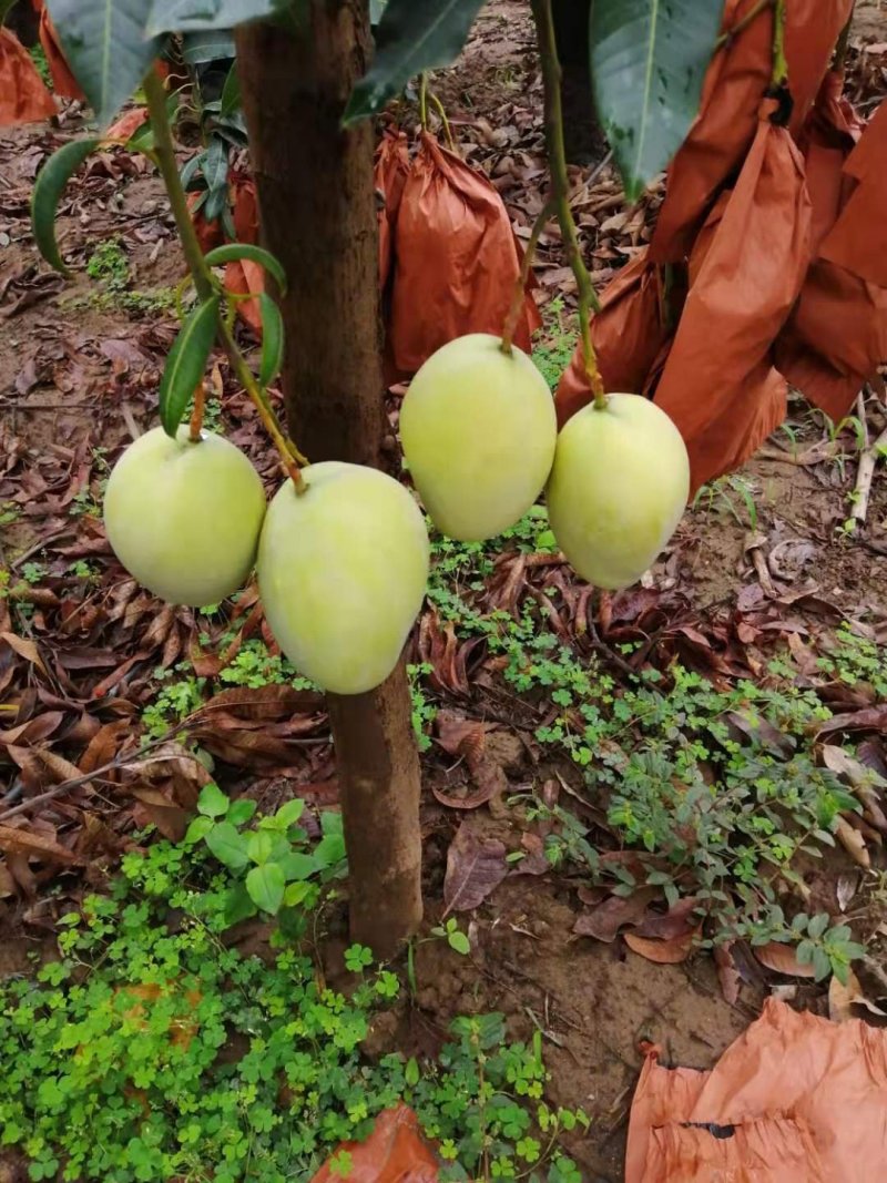 芒果，凯特芒果黄袋，大青芒，红像牙芒果