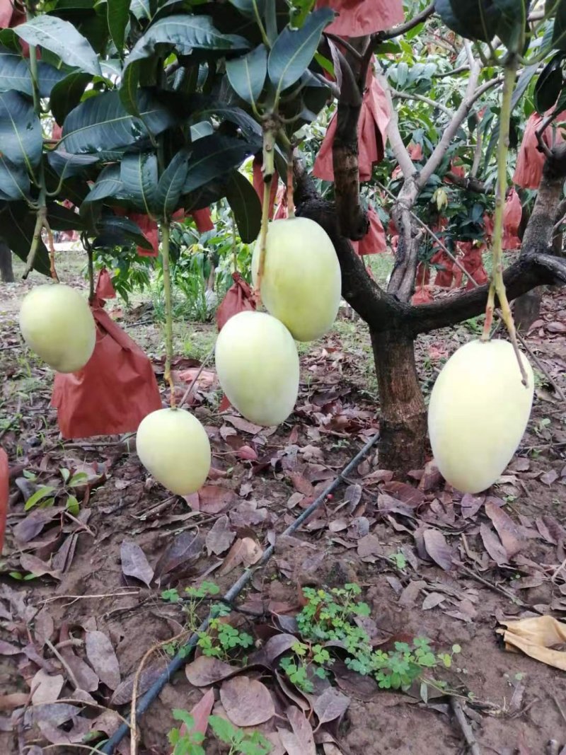 芒果，凯特芒果黄袋，大青芒，红像牙芒果