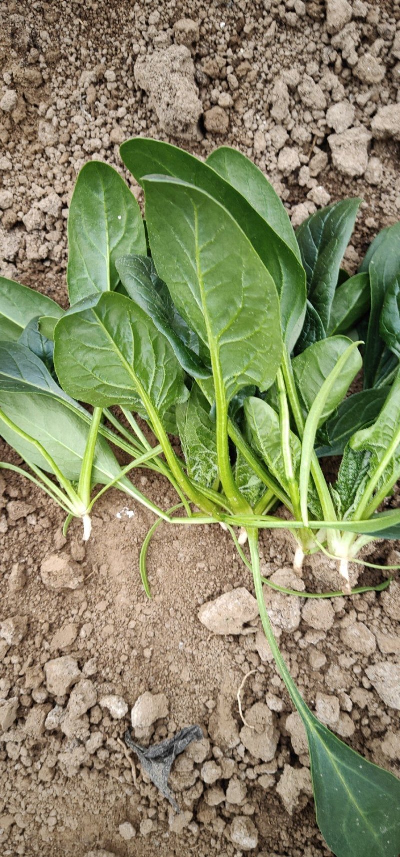 大叶【大棚精品菠菜】20--35公分，货量充足，质量保证