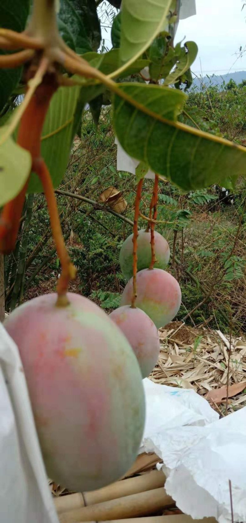 凯特芒果，吉露芒果。红像牙芒果