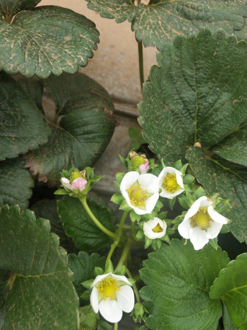 基地直销各种规格鲜草莓