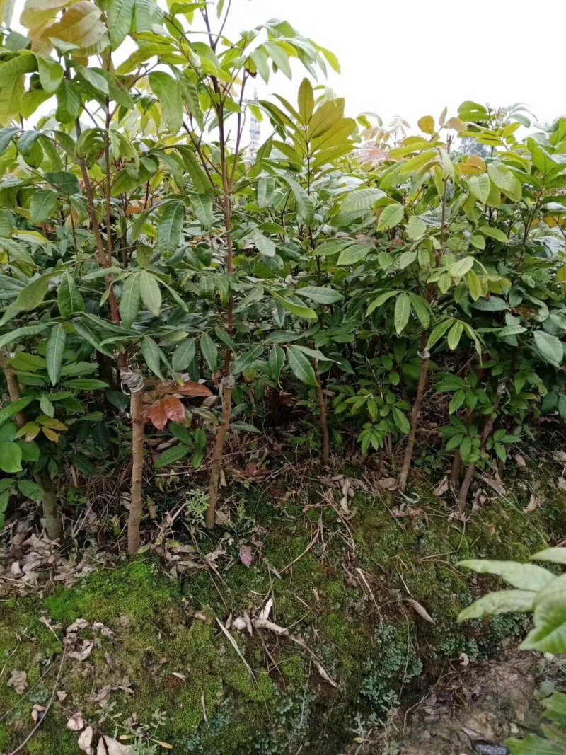 自种自销龙眼荔枝苗