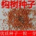 构树苗，构树种子，构树种籽