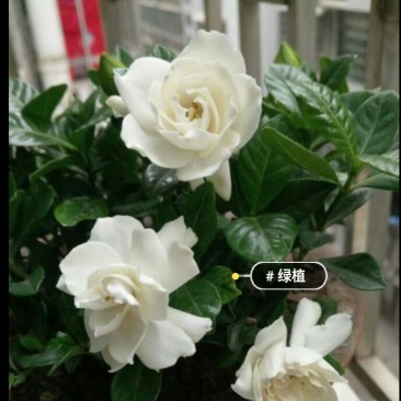 大花栀子花盆栽苗8元一棵批发价