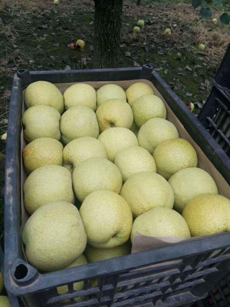 雪花梨河北梨️雪花梨️大量出货【甜蜜上市】期待你的️