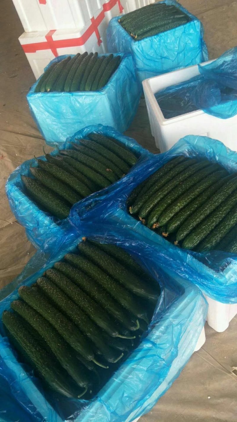 新鲜精选油亮密刺黄瓜货源充足产地直销大量上市