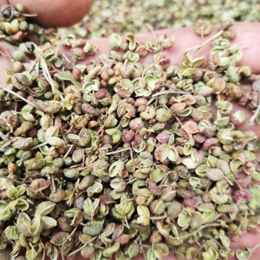 青皮花椒上市！