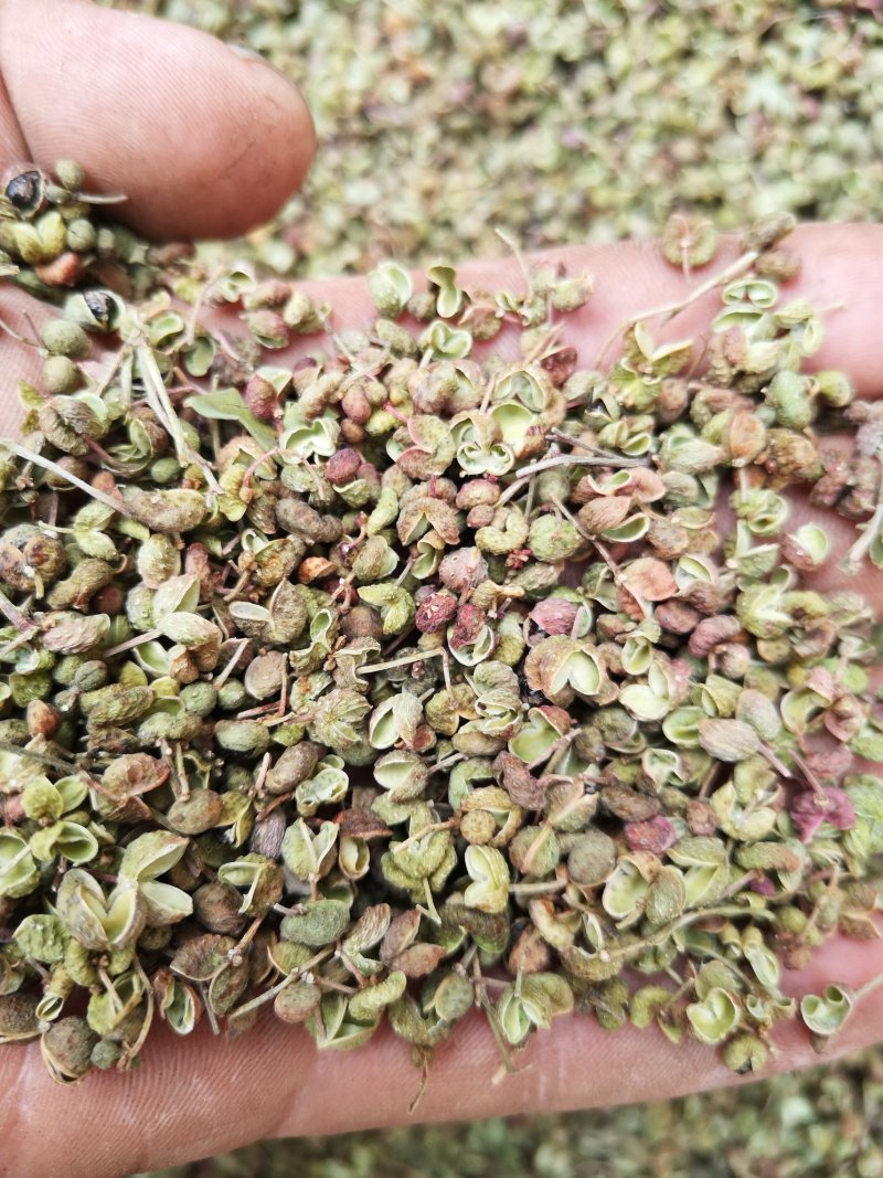 青皮花椒上市！