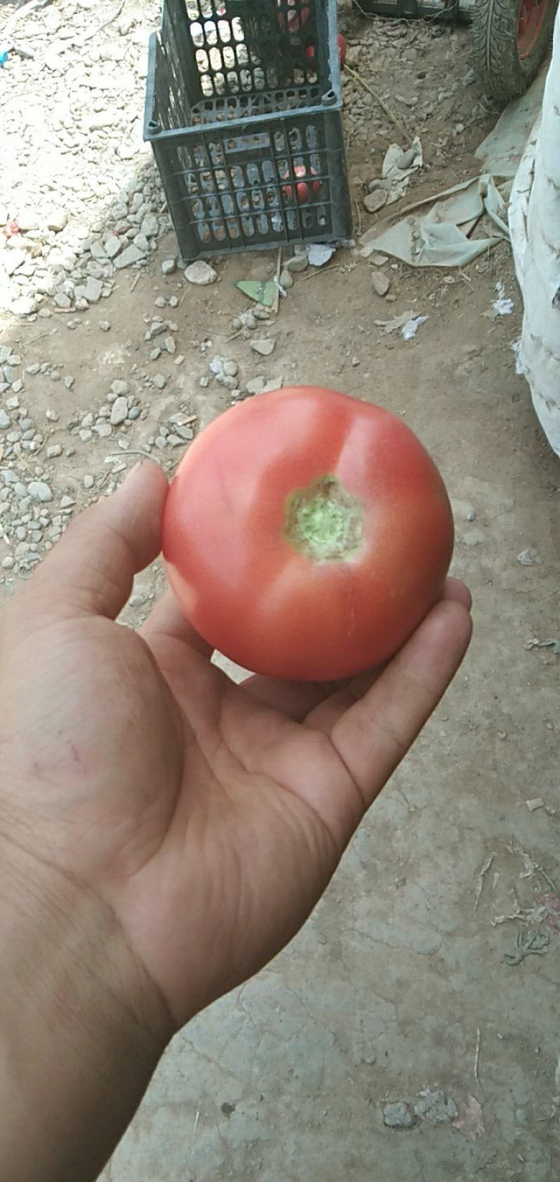 宁夏灵武梧桐树西红柿以大量上市