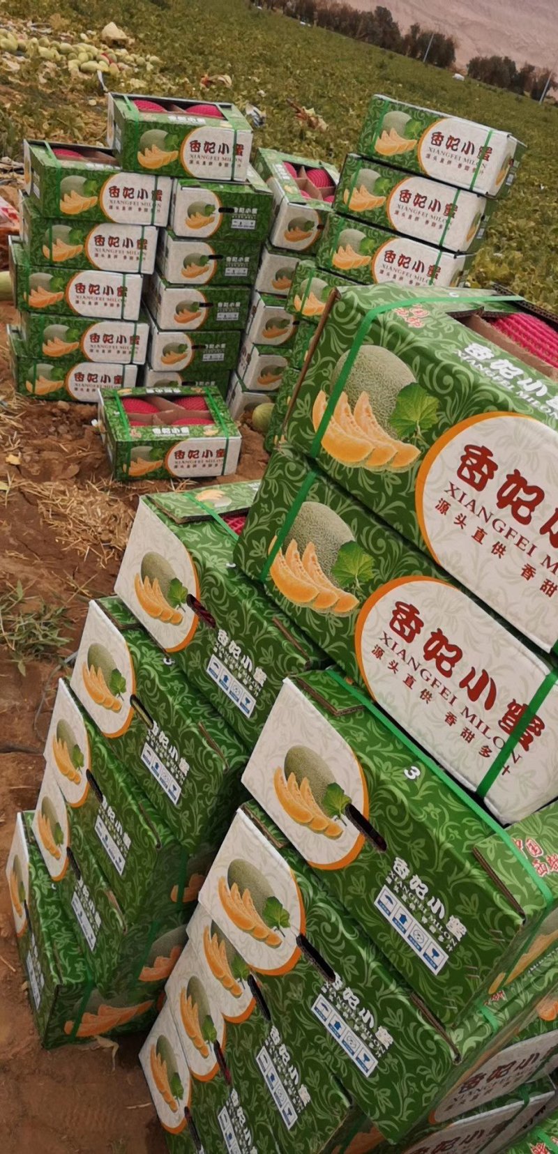 【推荐】海南晓密25号爆甜多汁皮薄肉厚供应各大电商