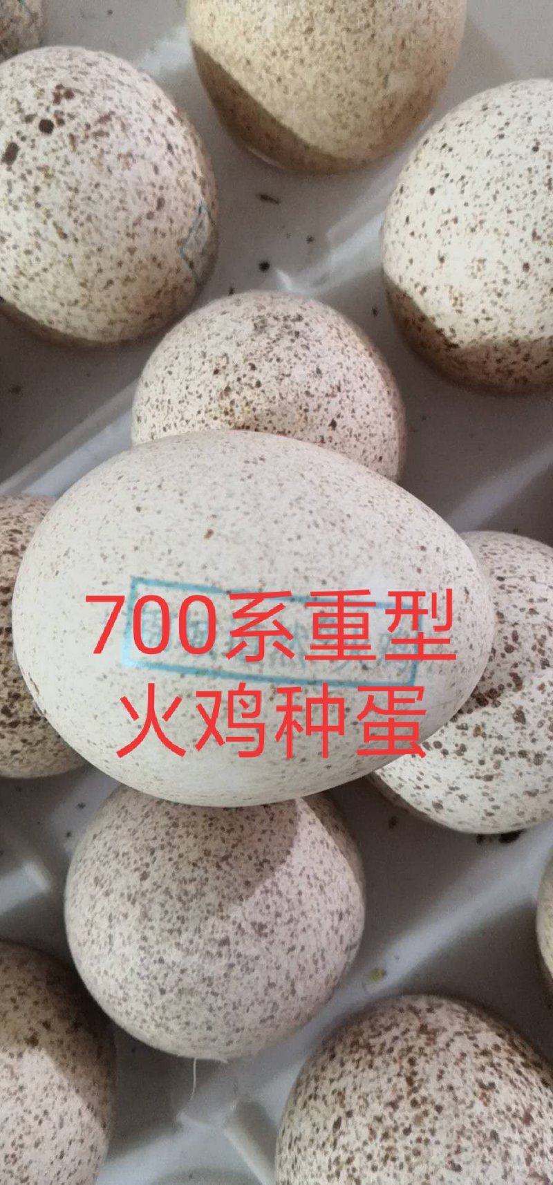 700系尼古拉种蛋种蛋包80%受精率顺丰包邮到家