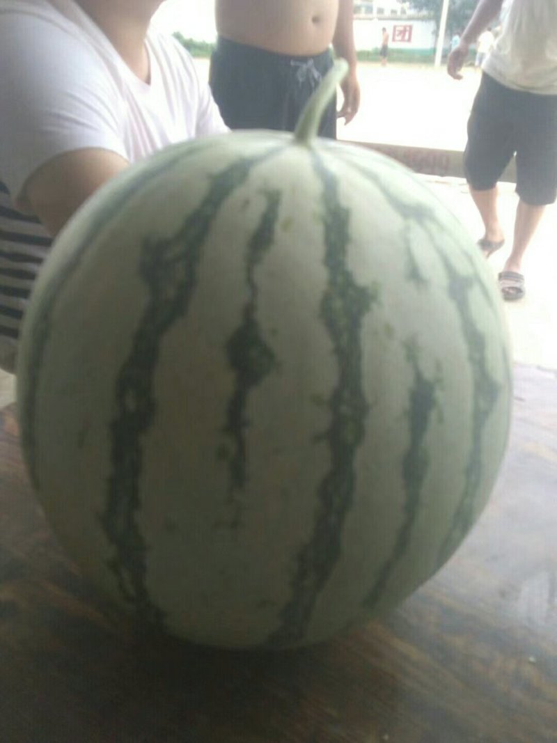无籽西瓜，8斤起，资量保证，大量上市中。