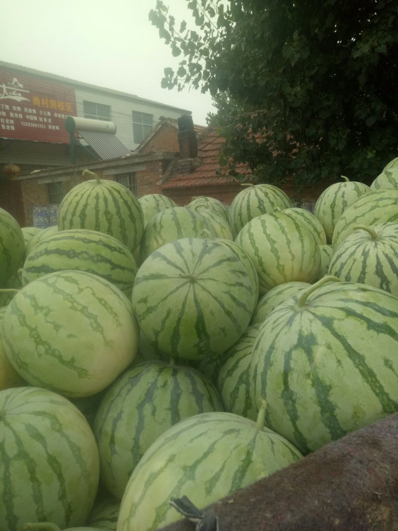 无籽西瓜，8斤起，资量保证，大量上市中。