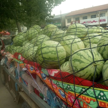 无籽西瓜，8斤起，资量保证，大量上市中。
