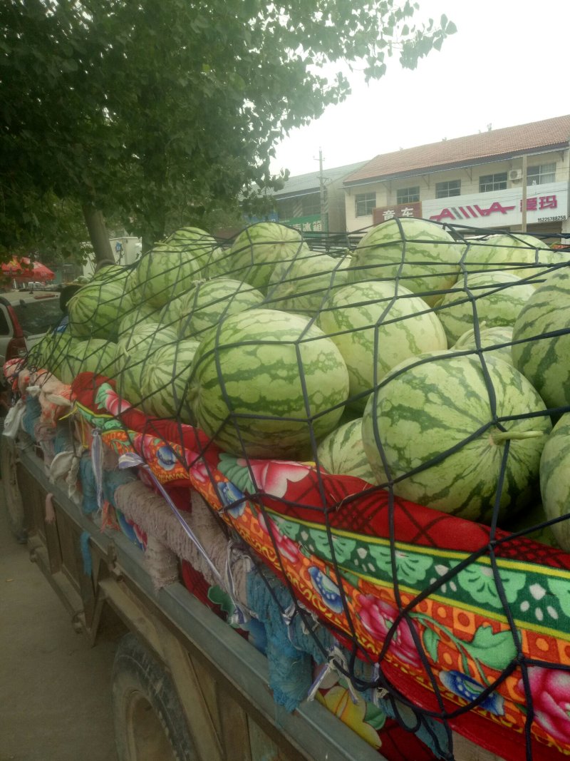 无籽西瓜，8斤起，资量保证，大量上市中。