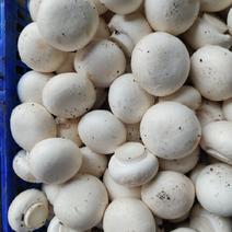 优质双孢菇鲜品盐水常年供应