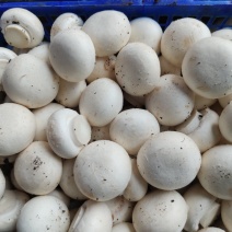 优质双孢菇鲜品盐水常年供应