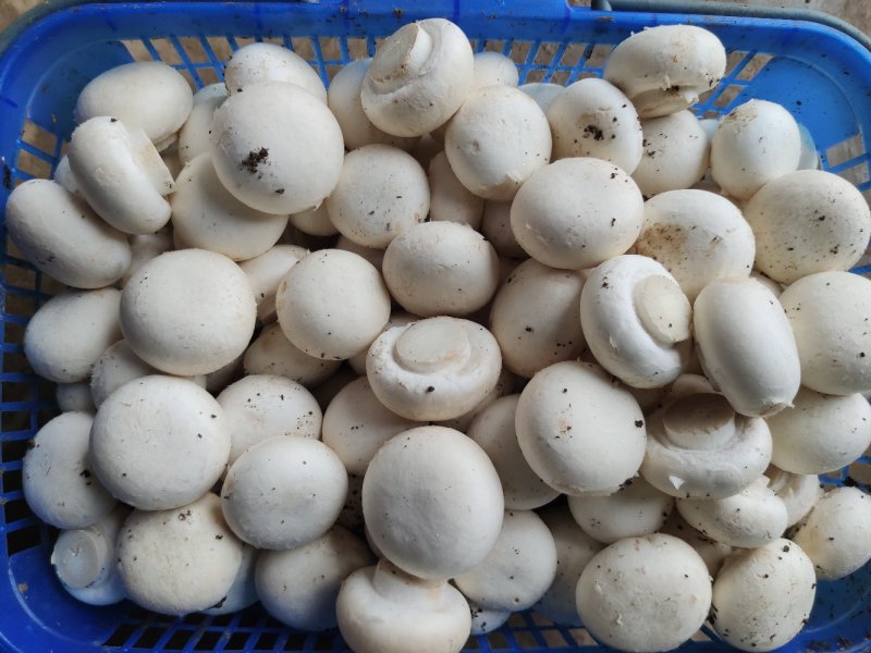 优质双孢菇鲜品盐水常年供应