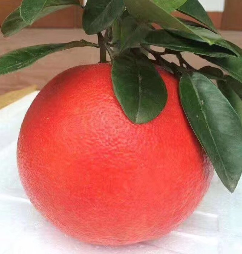柚子枝条越南青柚，红宝石柚枝条。四十一枝，百技起批