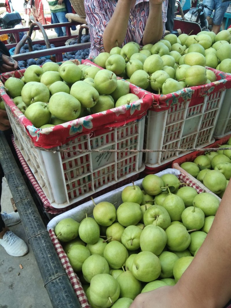 礼泉县早酥梨大量上市