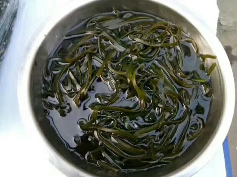 财福旺海带丝，质量好，可以凉拌，地摊江湖展会产品