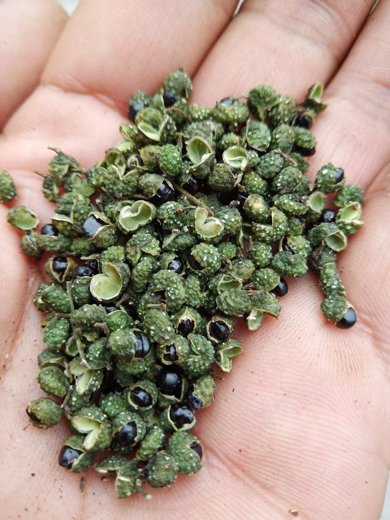 花椒
