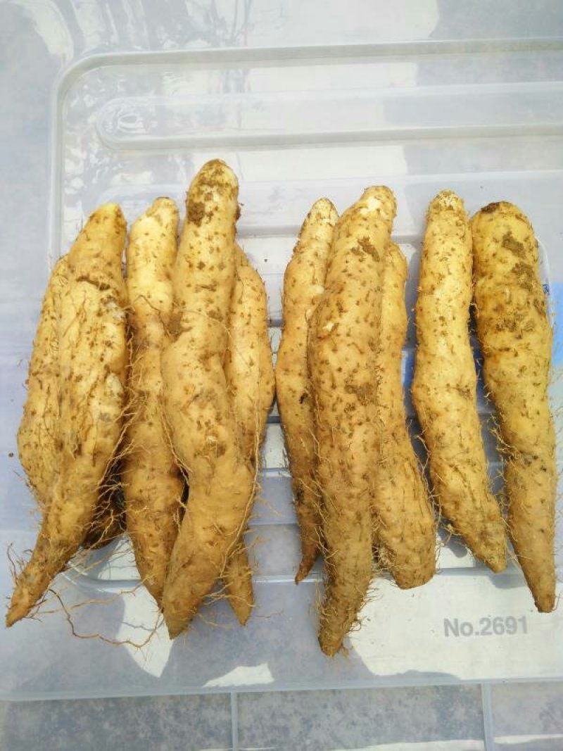 潮汕特产姜薯新鲜现挖姜薯清爽滑口制作甜汤小吃