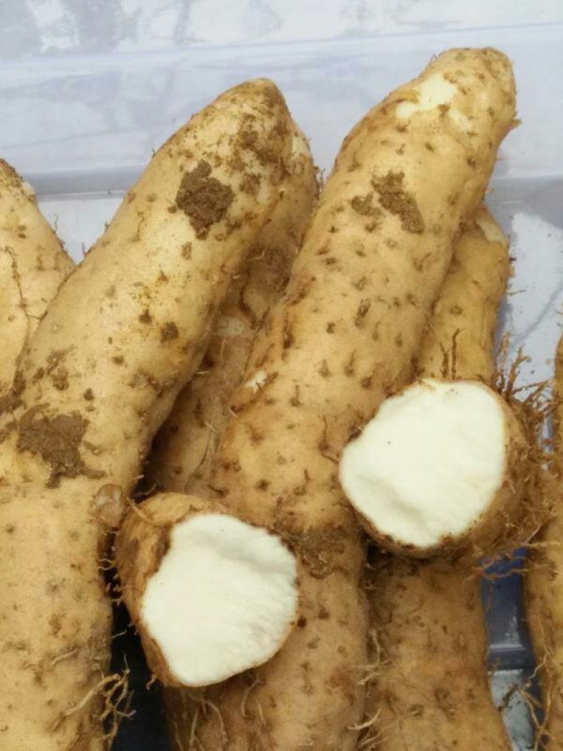 潮汕特产姜薯新鲜现挖姜薯清爽滑口制作甜汤小吃