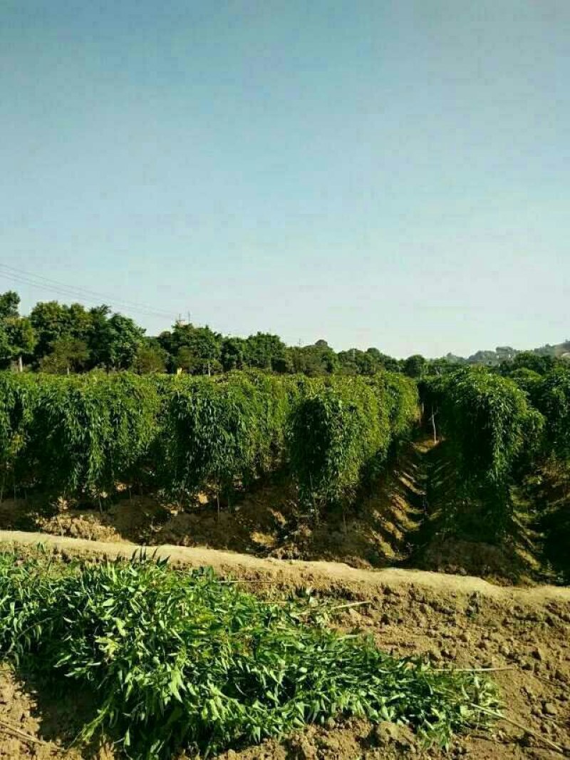 潮汕特产姜薯新鲜现挖姜薯清爽滑口制作甜汤小吃