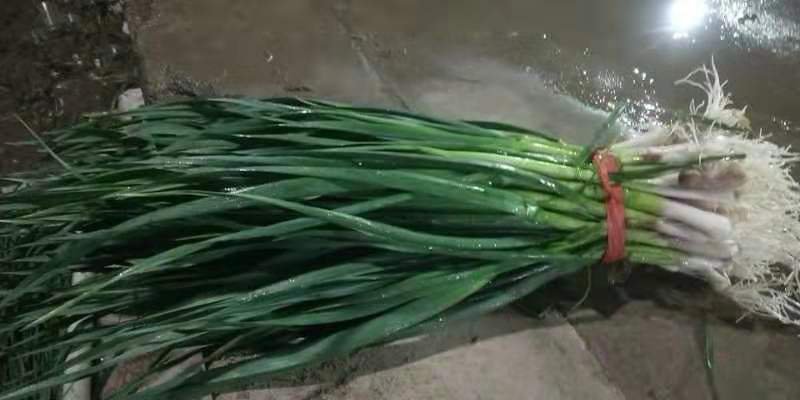 山东一点红几千红根蒜苗大量上市有货颜色好