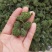 2019三七花新花上市