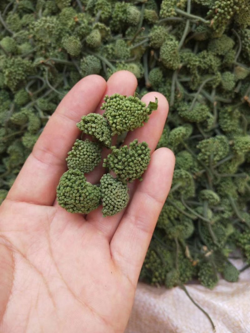 2019三七花新花上市