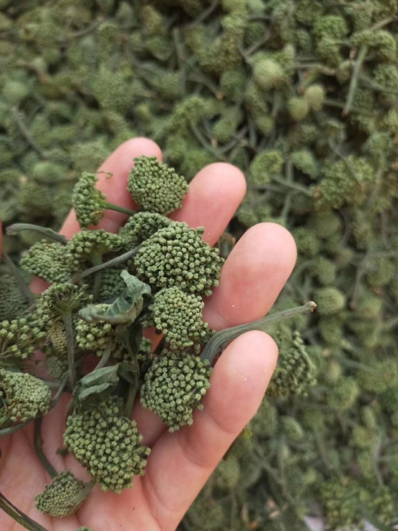 2019三七花新花上市
